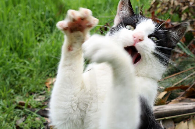 开云体育app-福登双响导演闪电战，曼城友谊赛轻取马德里竞技