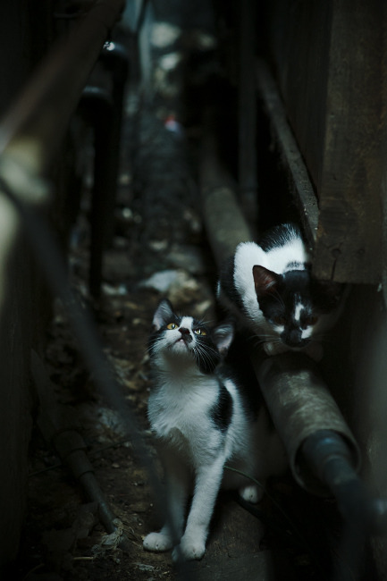 戈贝尔持续制造杀伤!新疆队硬仗取胜开拓者的战术破局之道