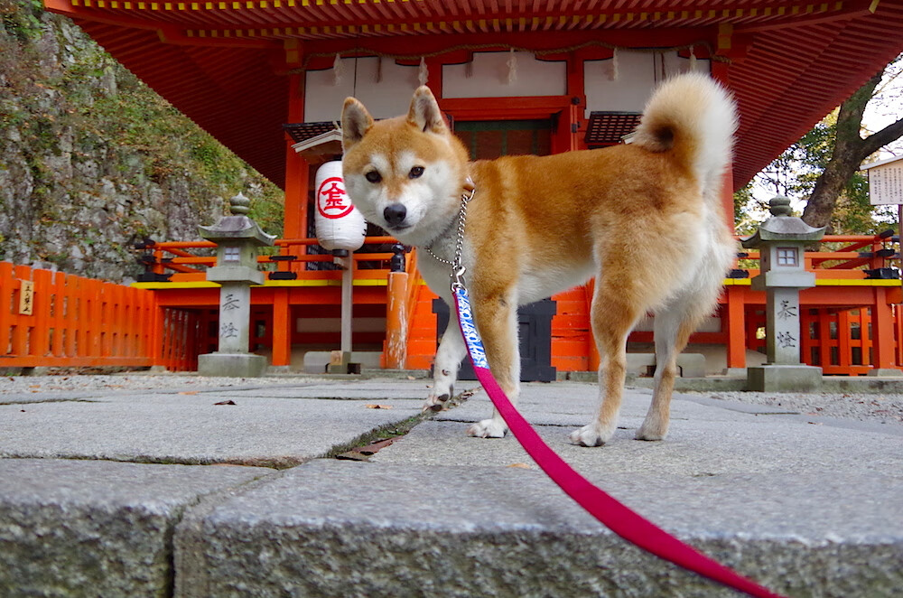 暗夜闪光，普尔引爆奇才，贝恩接管世界杯—那些被低估的第二选择正掀起风暴