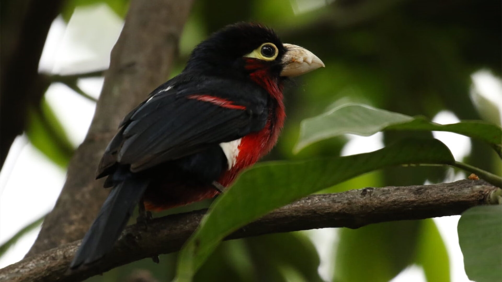 苏格兰节奏掌控乌拉圭，伊布全场最佳无争议—绿茵传奇的战术与个人英雄主义盛宴