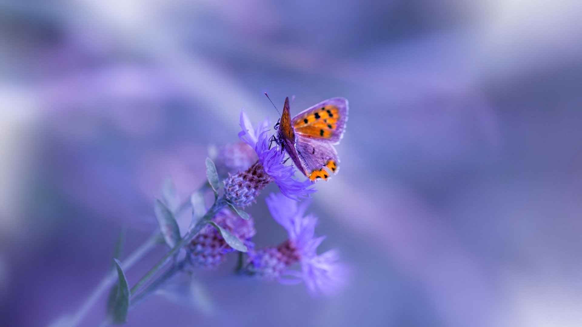 开云体育在线-德甲争冠的烈战，恰似瑞士闷平哥斯达黎加