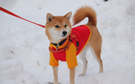 火与冰，团队压制风暴与个人接管时刻
