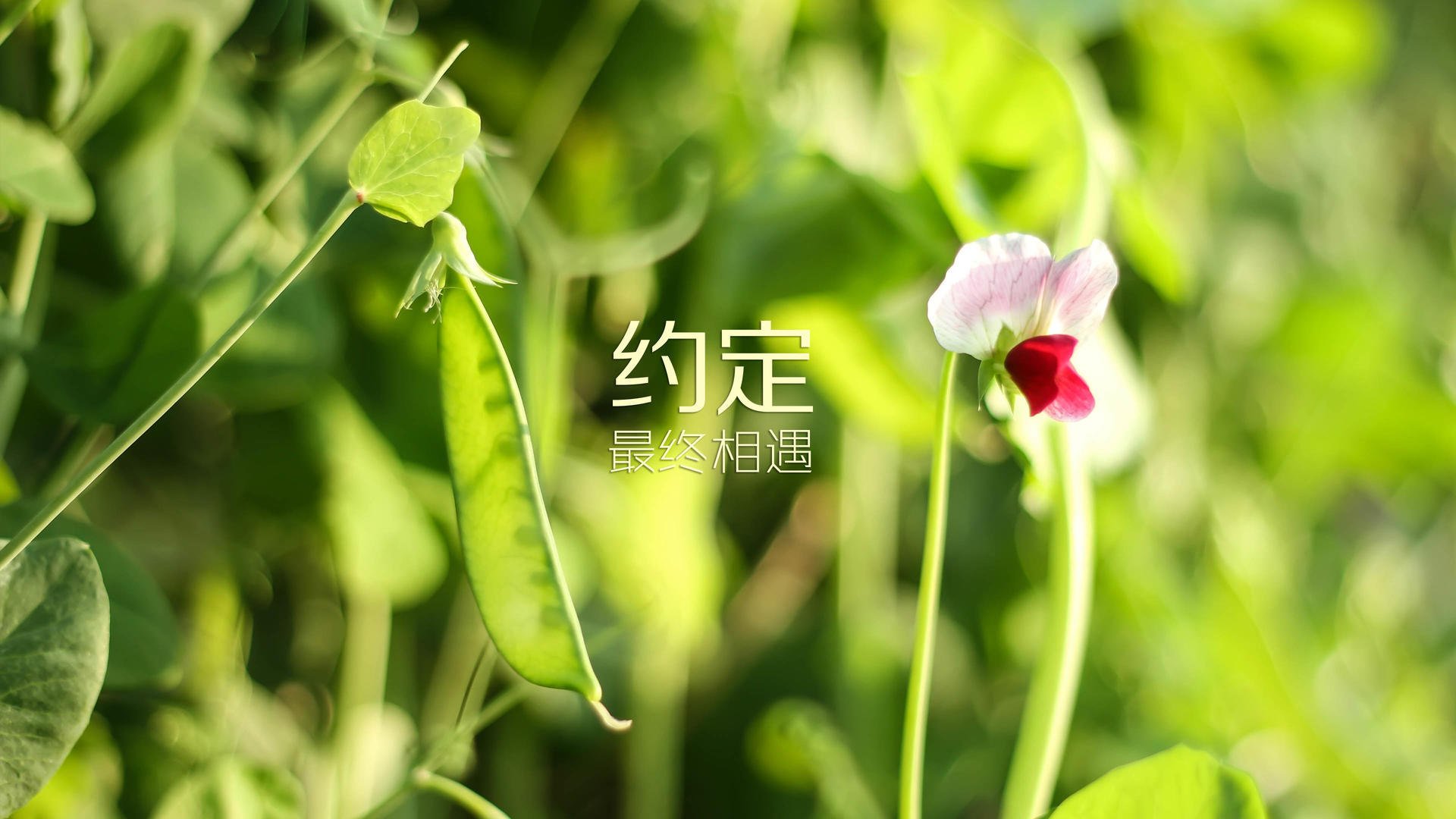 -绝杀之夜，加纳2-1力克沙特，阿诺德演绎黑马崛起